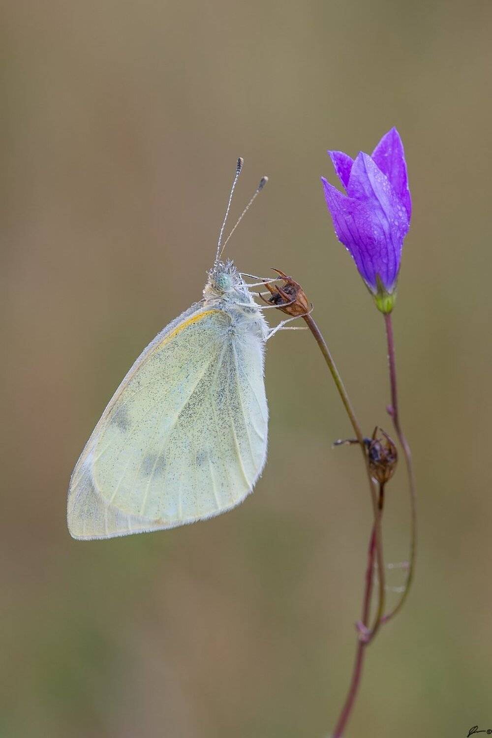 macro, makro, flowers, wild, wildlife, buttrrfly, nature, insects, Mariusz Oparski