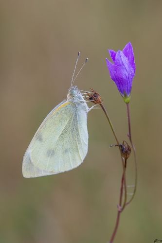 Pieris rapae