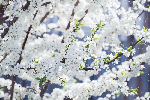 И ветви вновь в наряде снежном...