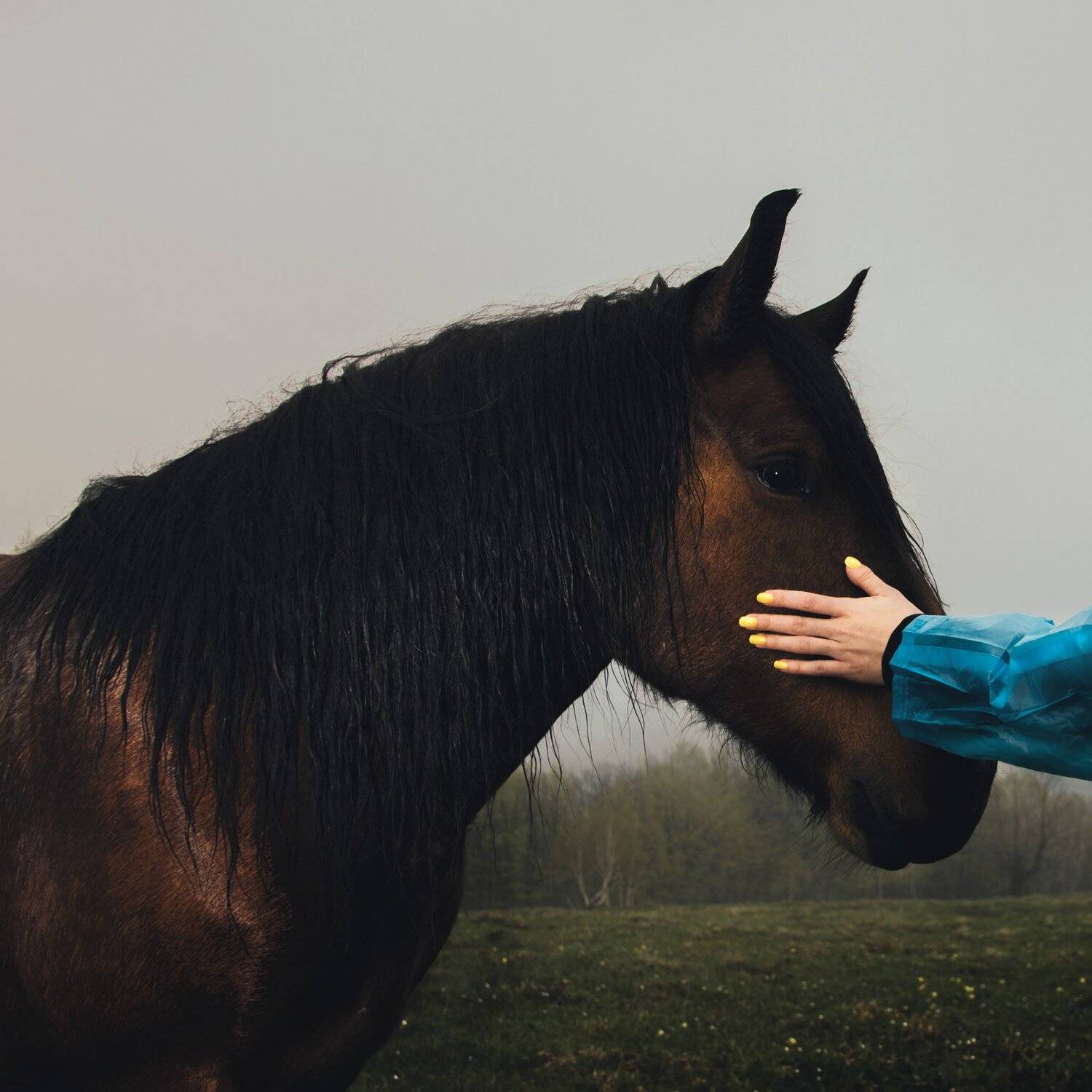 сербия, гора, туманный, туманный, рука, лошадь, темный, капризный, животное, прикосновение, ногти,serbia, mountain, foggy, misty, hand, horse, dark, moody, animal, touch, nails,, Марко Радовановић