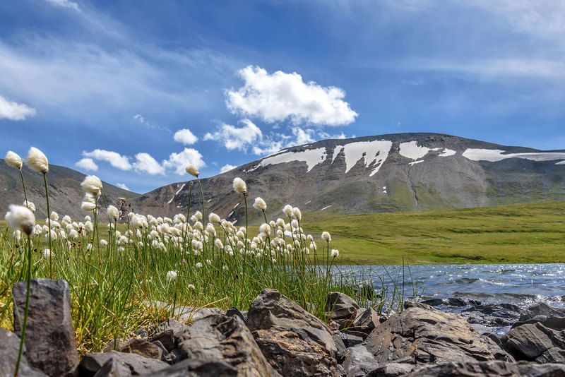 пушица, цветы, горы, лето, снег, алтай, карагем, cotton grass, flowers, mountains, summer, snow, altai Пушица фото превью