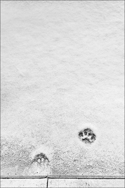 cat,  bw, fujifilm, чб, кошка, Denis Buchel (Денис Бучель)
