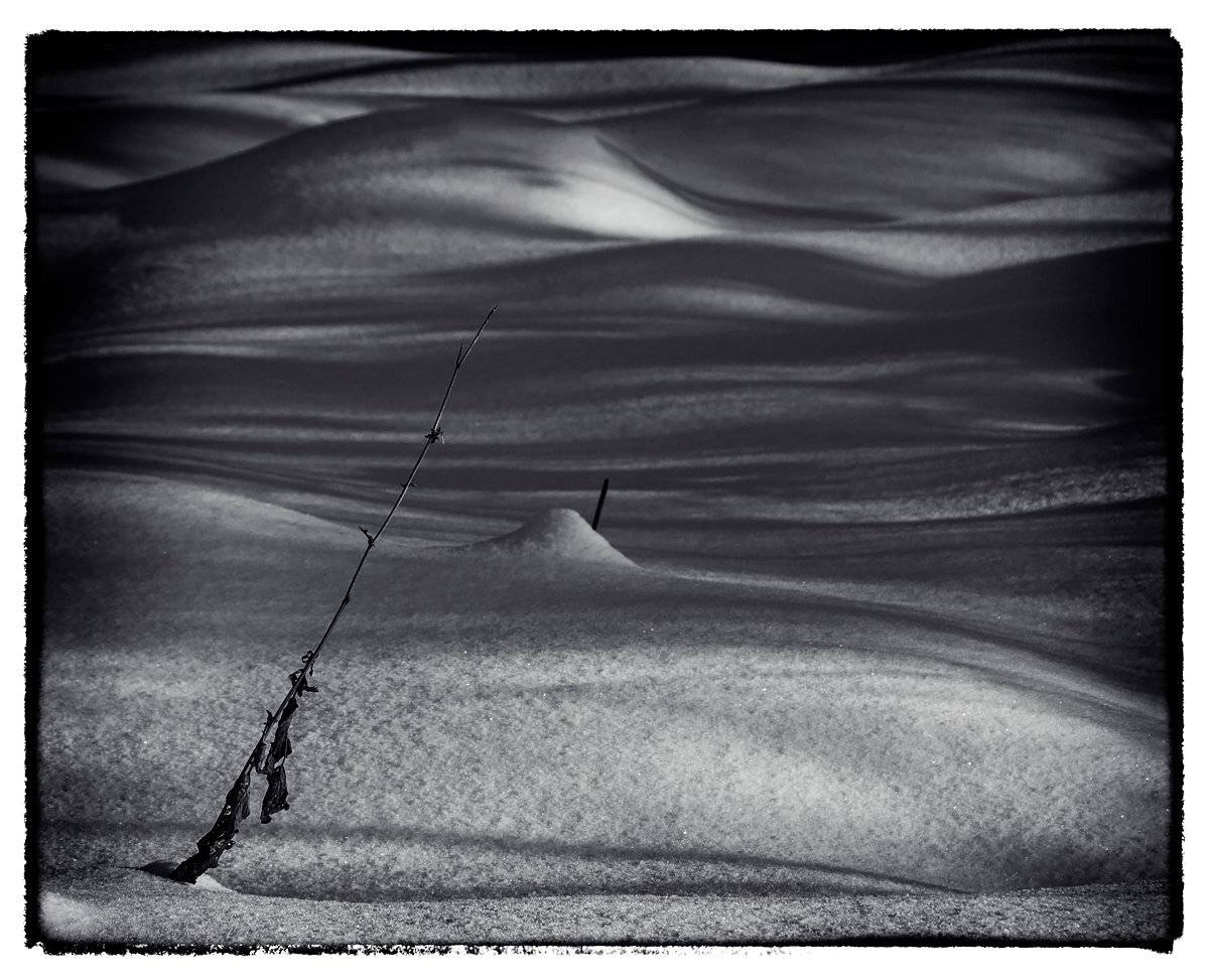 снег, светотень, травинка, Куликова Ирина