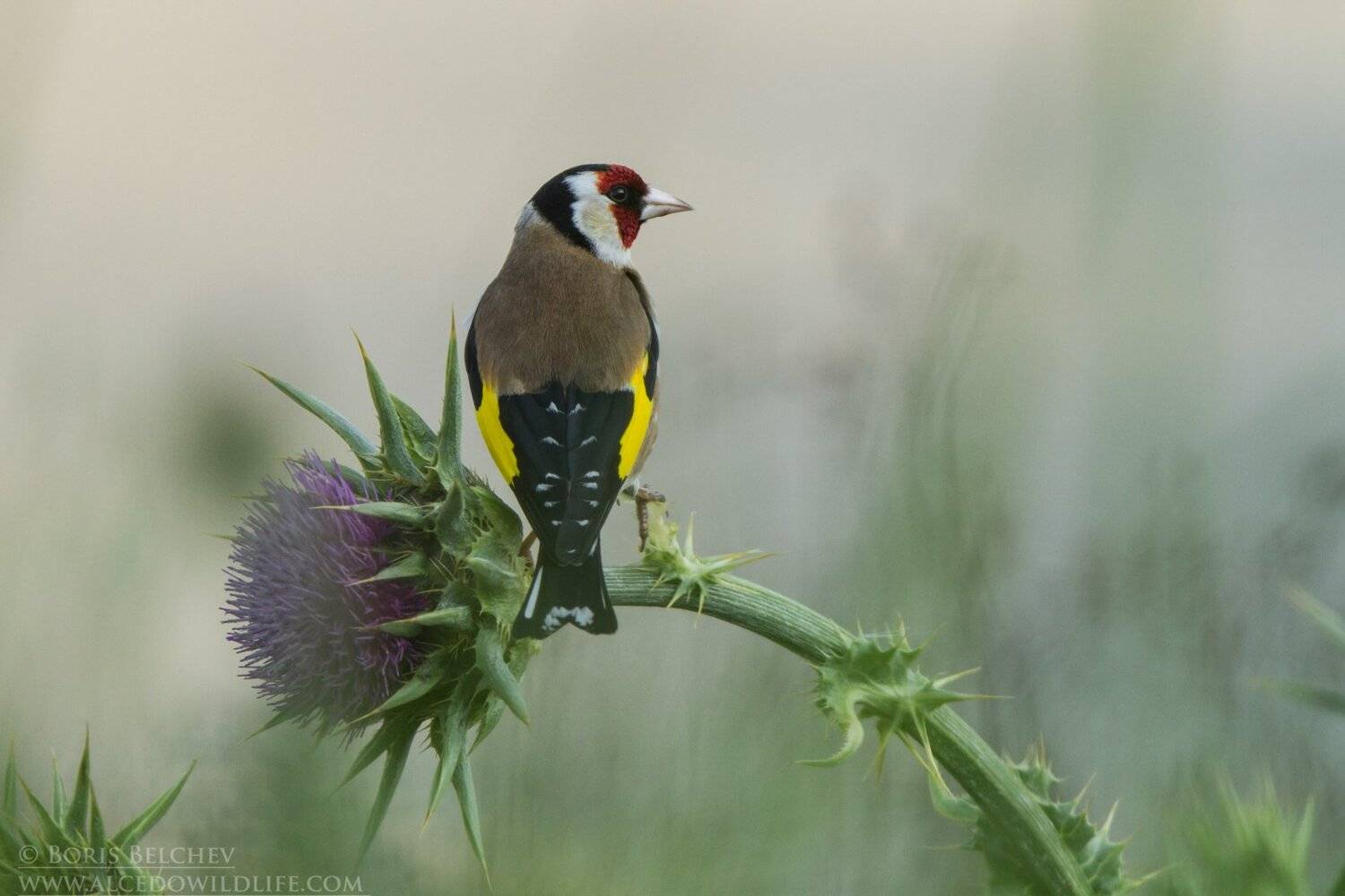 , Борис Белчев