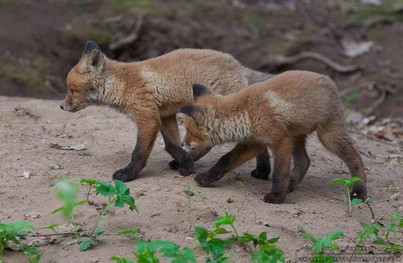 лиса, фотоохота, анималистика, дикая природа, природа, лес, животные, nature, wildlife, fox, animal, wildlifephoto Лисята фото превью