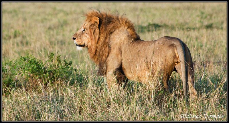 саване ТЕ КТО ВОССОЗДАЮТ ЛЕГЕНДУ САВАНЕ фото превью