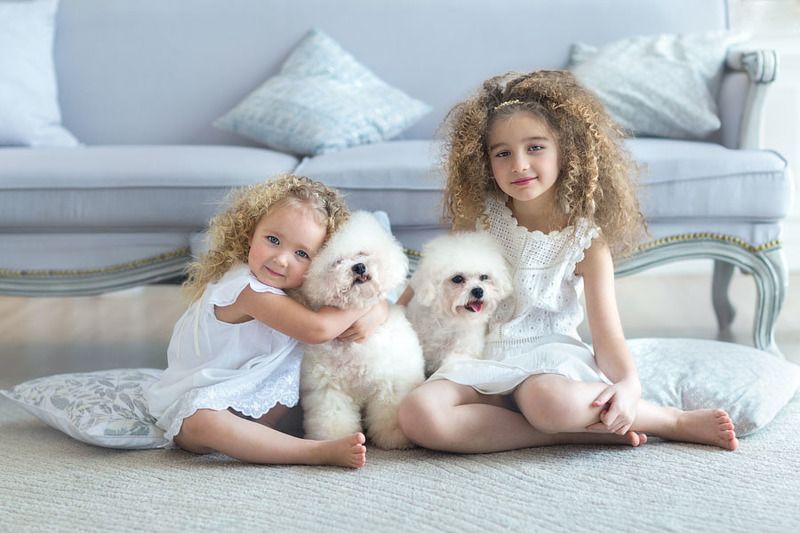 дети собаки бишон фризе кучеряшки блондинка кудри Кудряшки фото превью