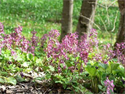 Новая весна