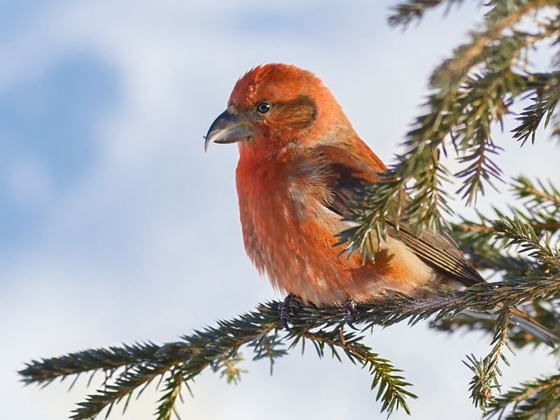 птицы,север,печора,коми,анималистика,клёст,клесты,природа,фауна,birds,the north,pechora,komi republic,animalism,crossbill,crossbills,nature,fauna, Клёст-елови́к фото превью