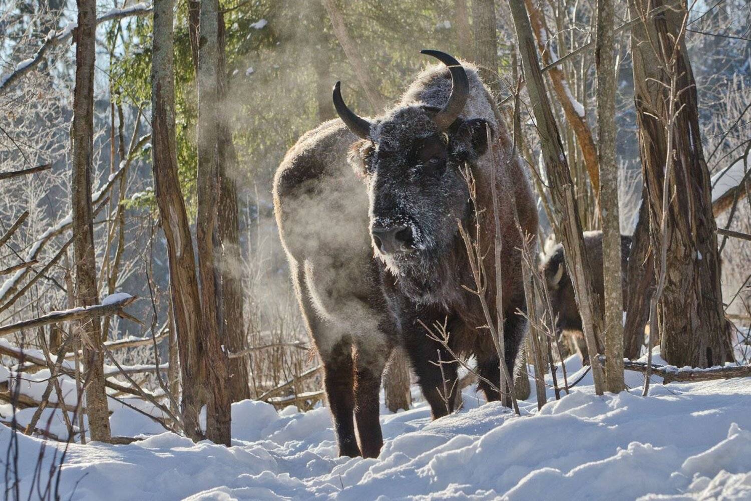зубр, природа, старейшина, Михаил Агеев