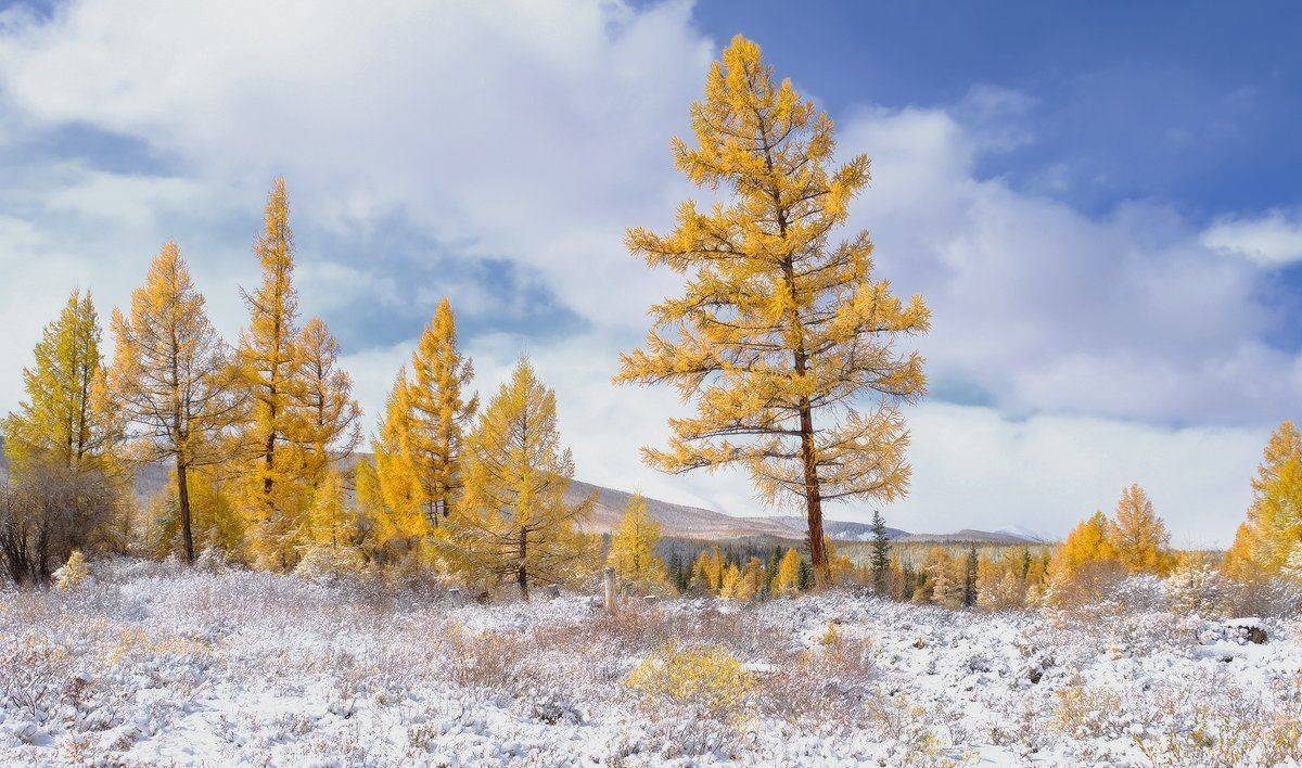 , Ольга Челдыкова