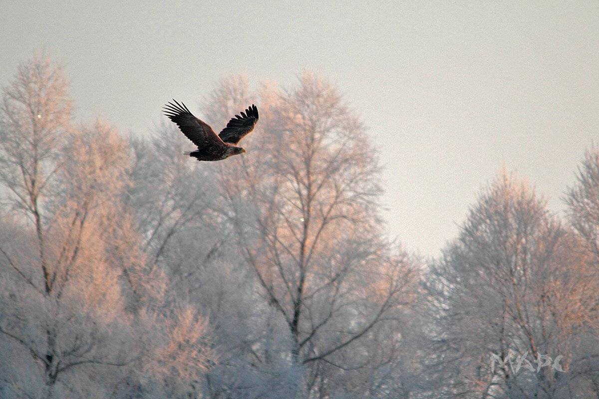 животные птицы орлан белохвост зима февраль, Шангареев Марс