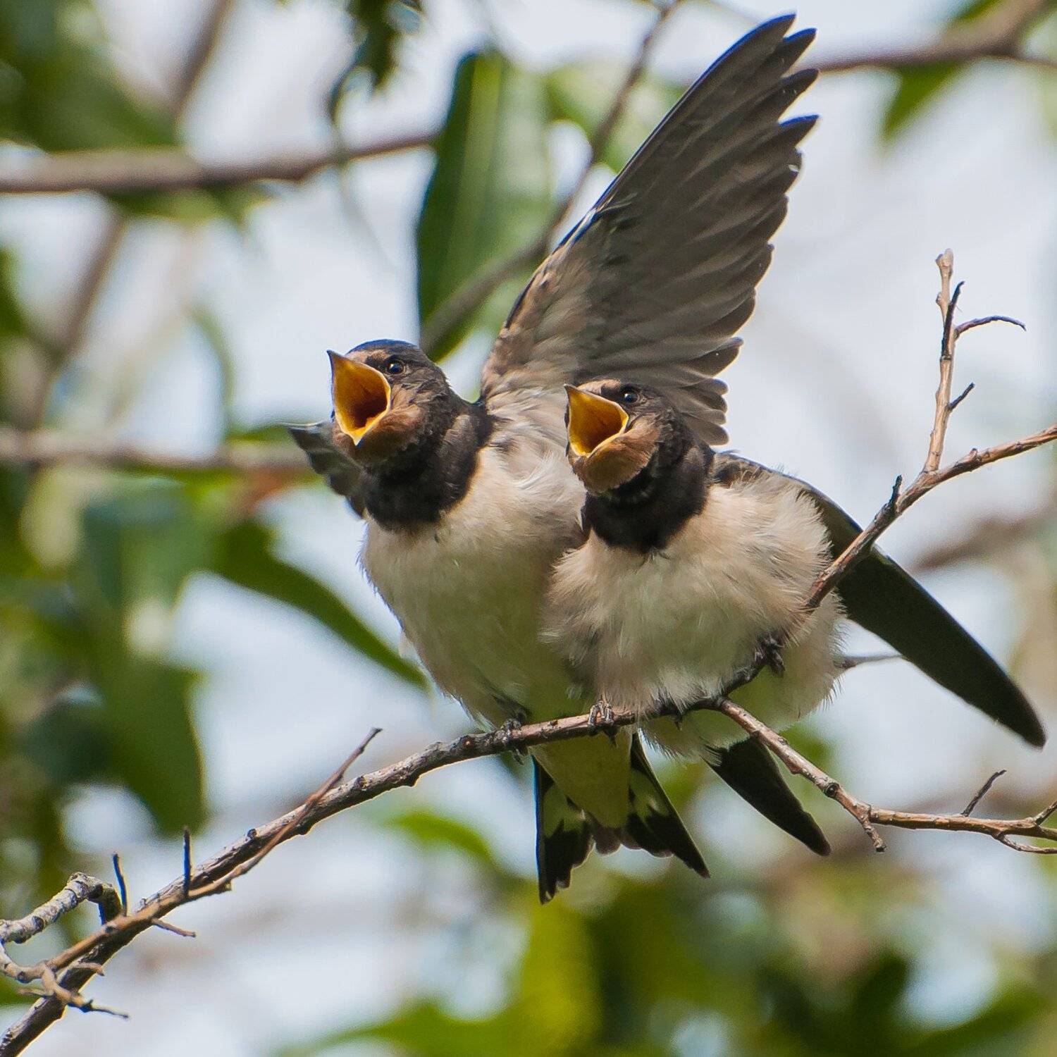 деревенская ласточка, Суслов Дмитрий