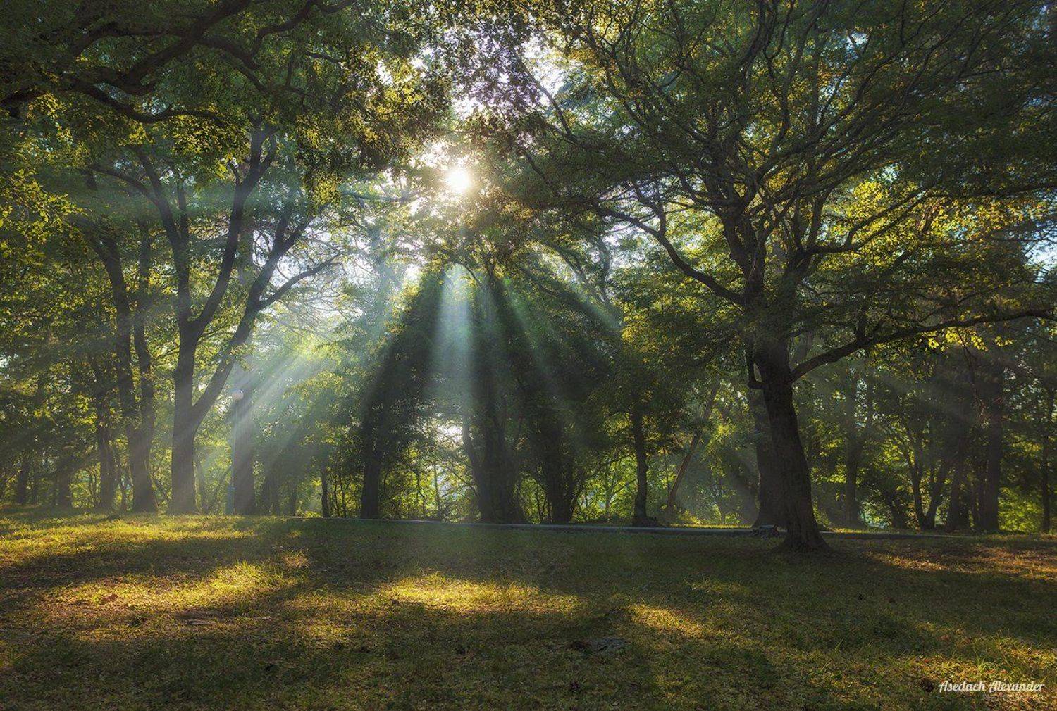 , Александр Аседач