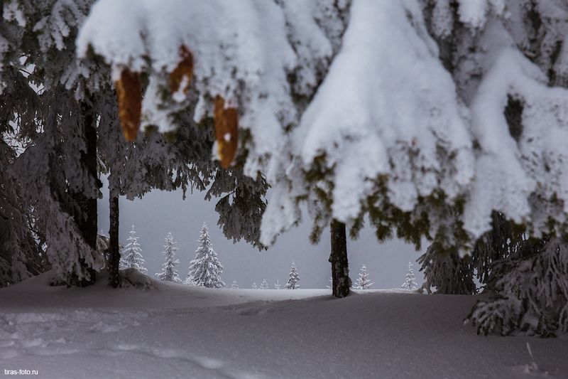 карпаты, зима, снег, лес, украина Лучше, чем телевизор фото превью
