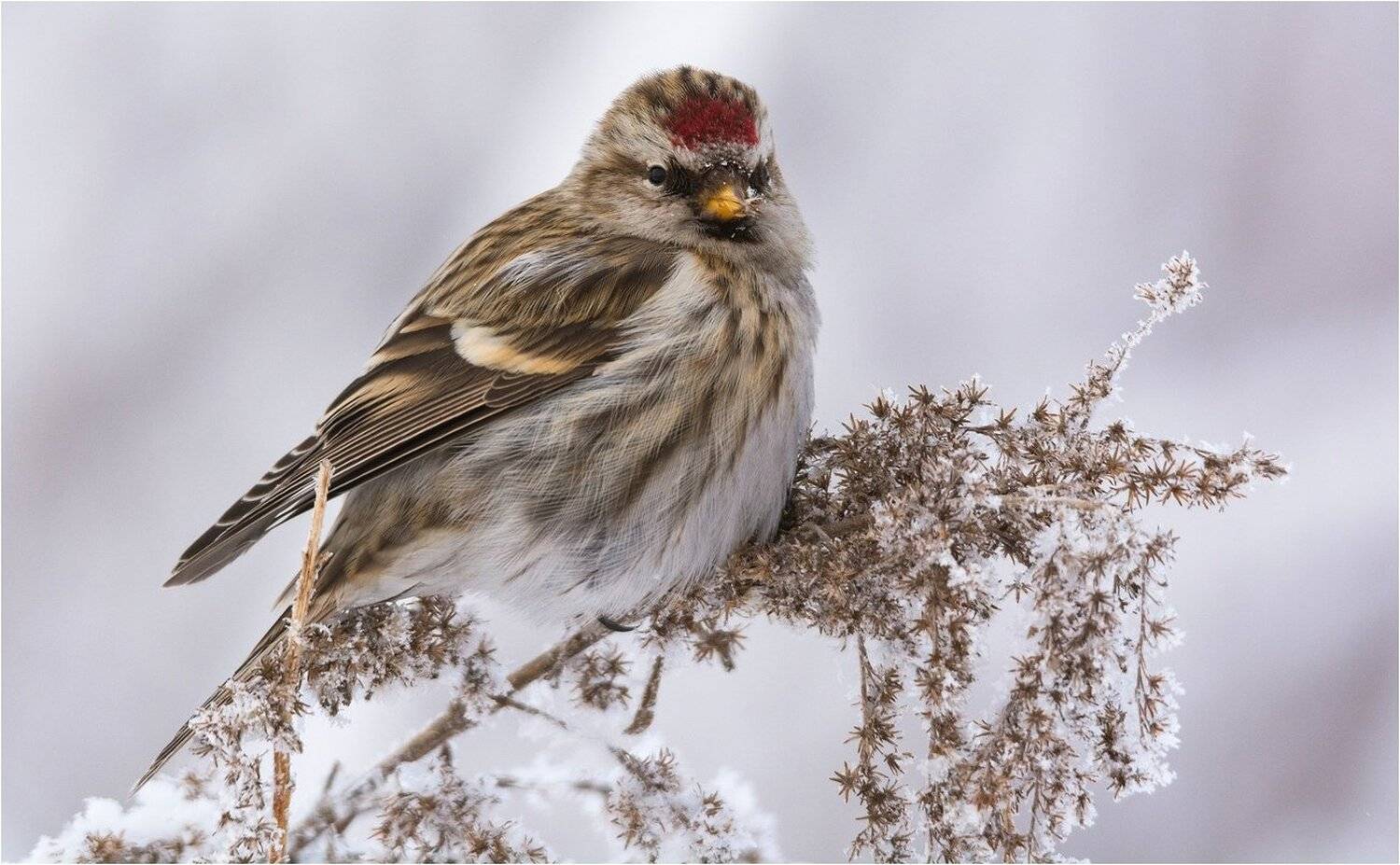 , Руслан Сигушин