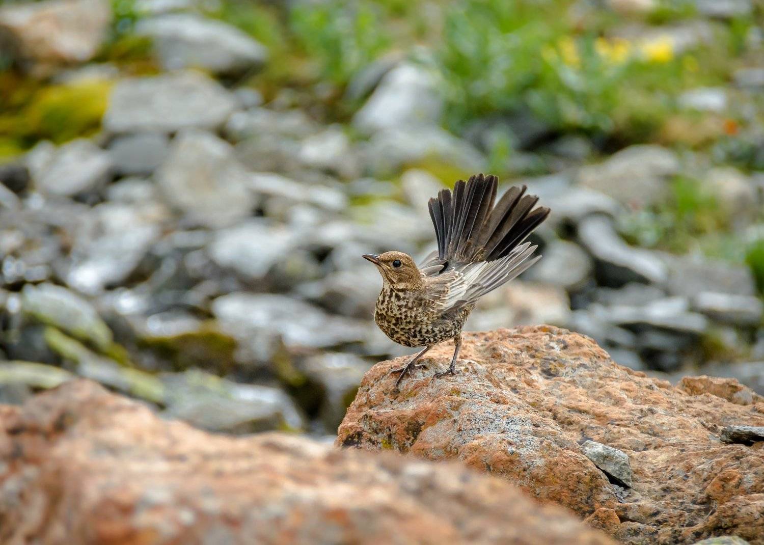 белозобый дрозд,хвост веером,горы,кавказ,карачаево-черкесия,камни,лето,туризм,дикая природа,turdus torquatus, Ксения Соварцева