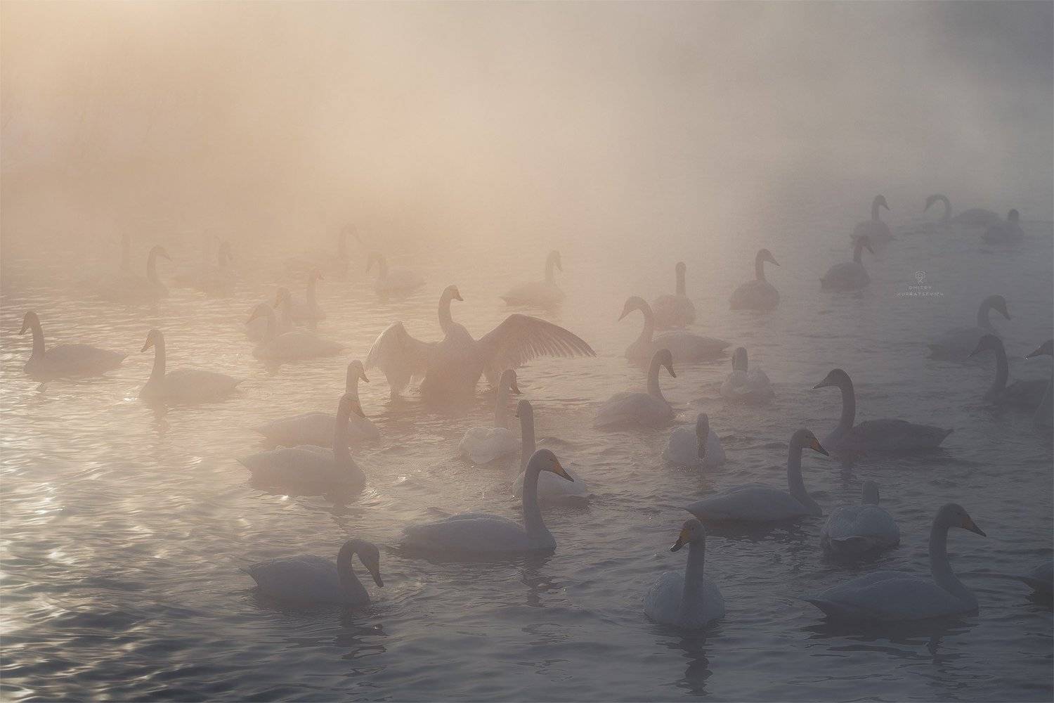 , Дмитрий Купрацевич