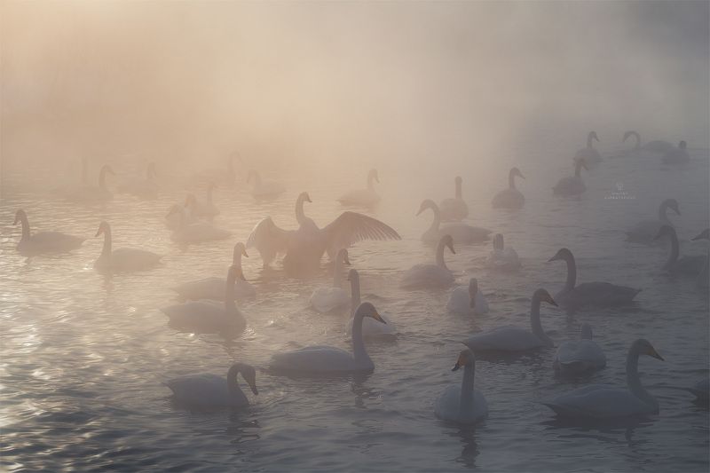 Побыть драконом фото превью