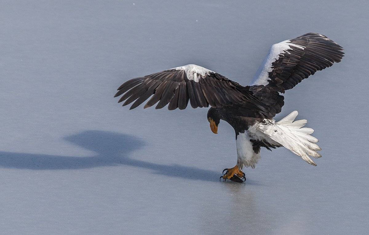 орлан белоплечий владивосто, Евгений Слободской