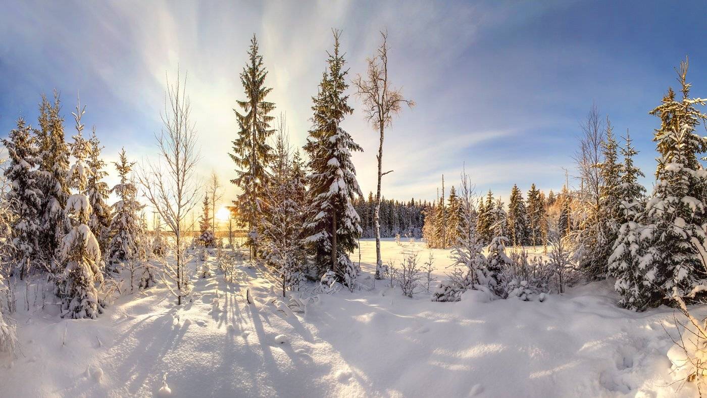 ленинградская область, ленобласть, лес, зима, Арсений Кашкаров