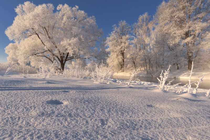 мороз, солнце, снег, свет, иней В золотом сиянье дня фото превью