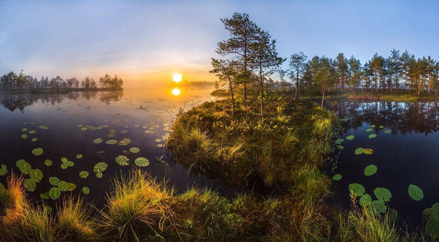 фототур, лето, ленинградская область, деревья, сосна, остров, озеро, рассвет, отражение,  кувшинки, трава, Лашков Фёдор