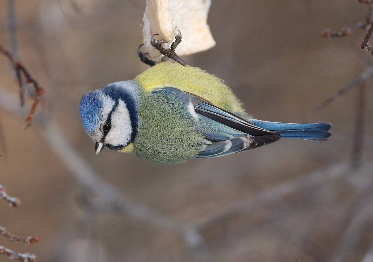 , Николай Бобов