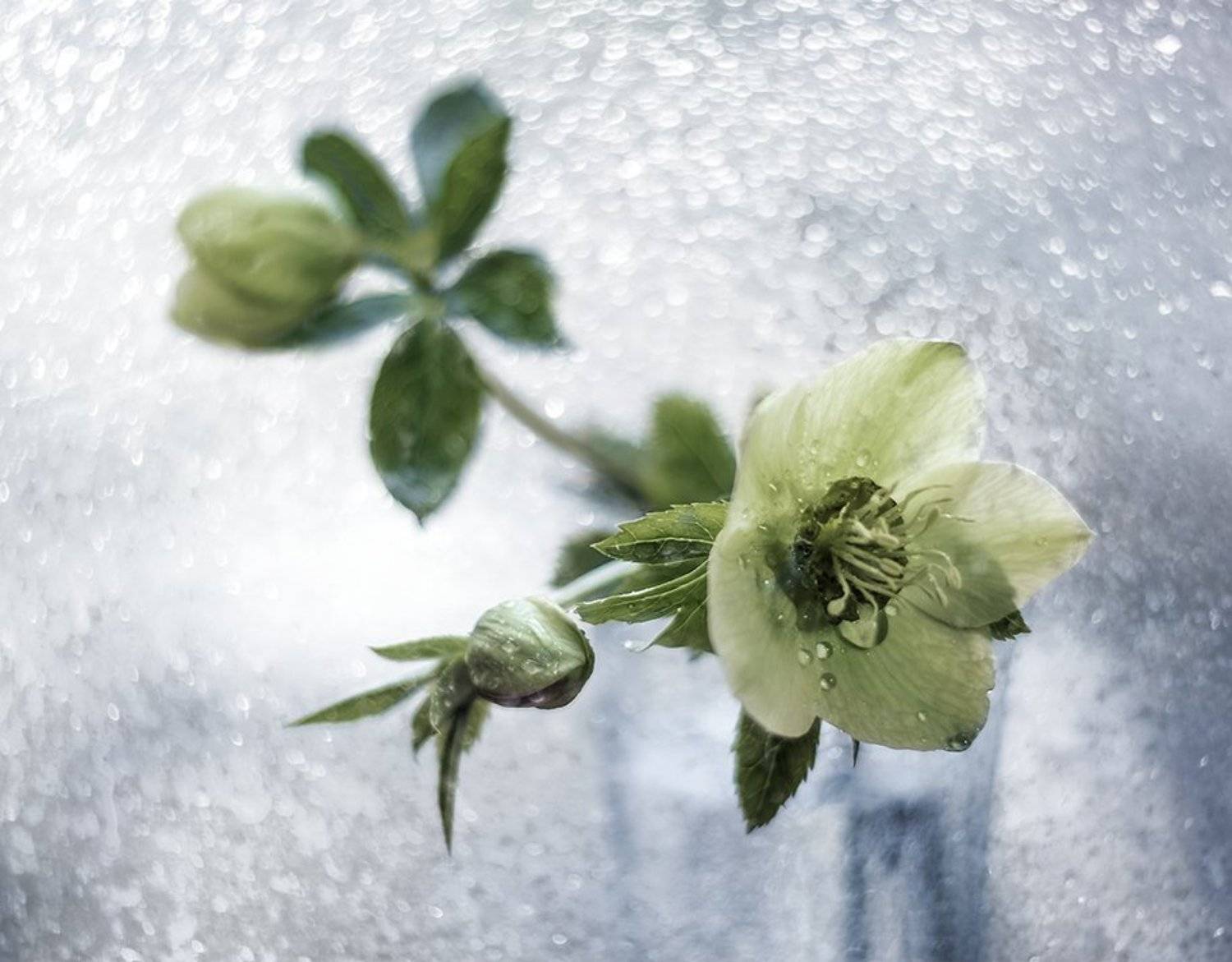 натюрморт, цветы, still life, Оля