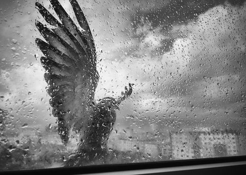 rain and pingeon