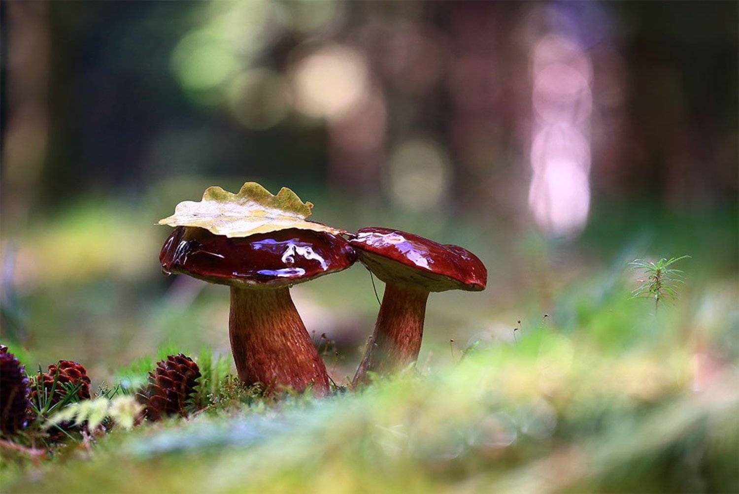 Лес,осень,грибы,дождь,лист,мох., Виктор Шнайдер