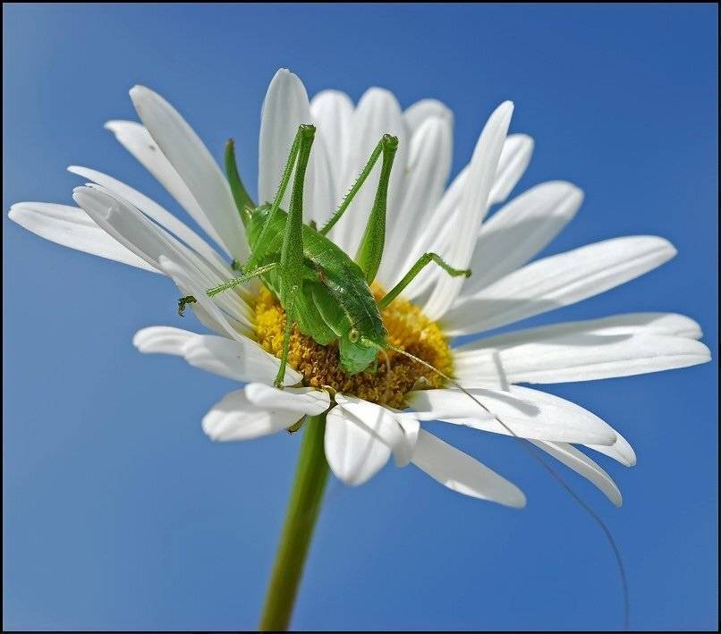 , Андрей Осокин