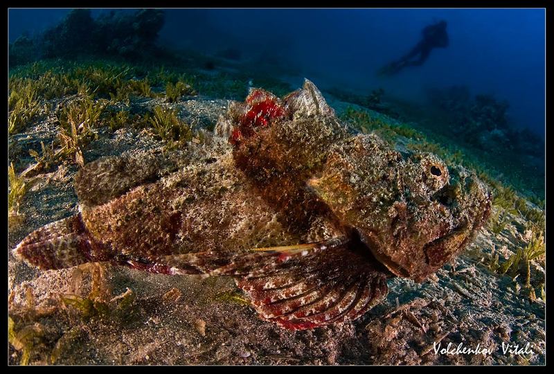 *** фото превью