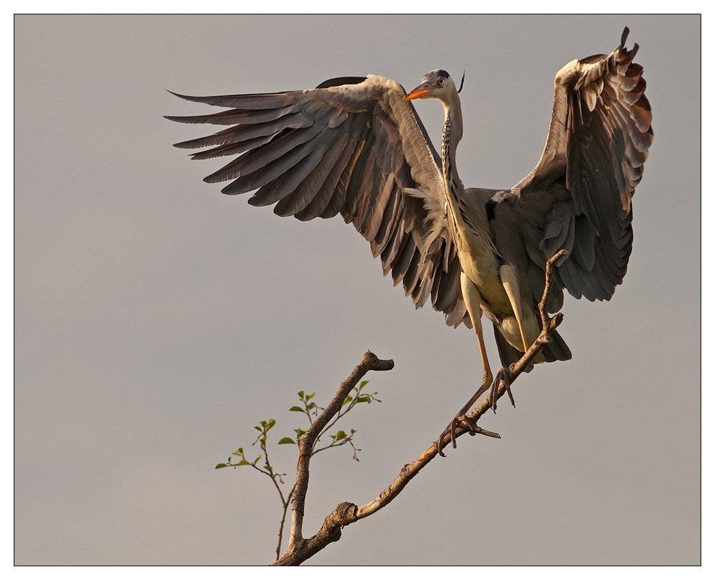 серая, цапля, VladimirD