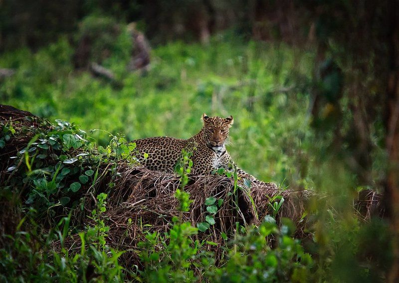африка, кения, леопард В поисках леопарда фото превью