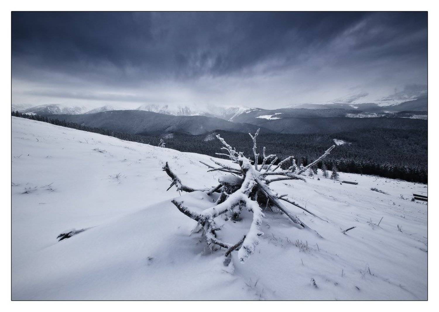 , Денис Кривой