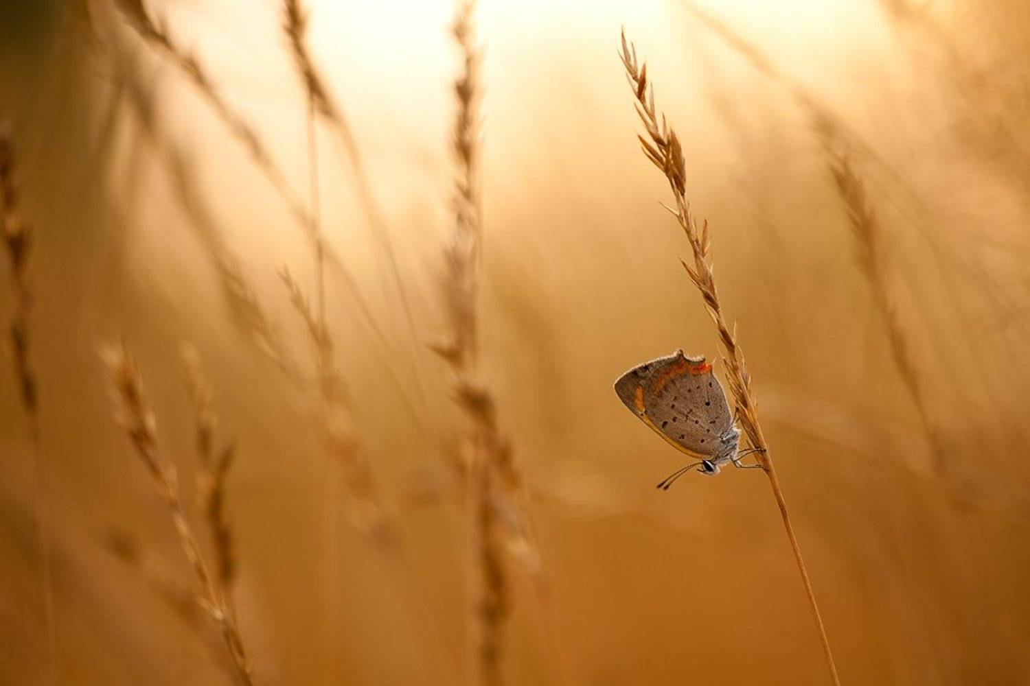 бабочка, вечер, Юлия