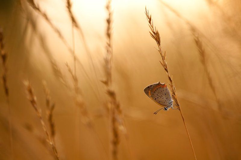 бабочка, вечер в песочных тонах фото превью