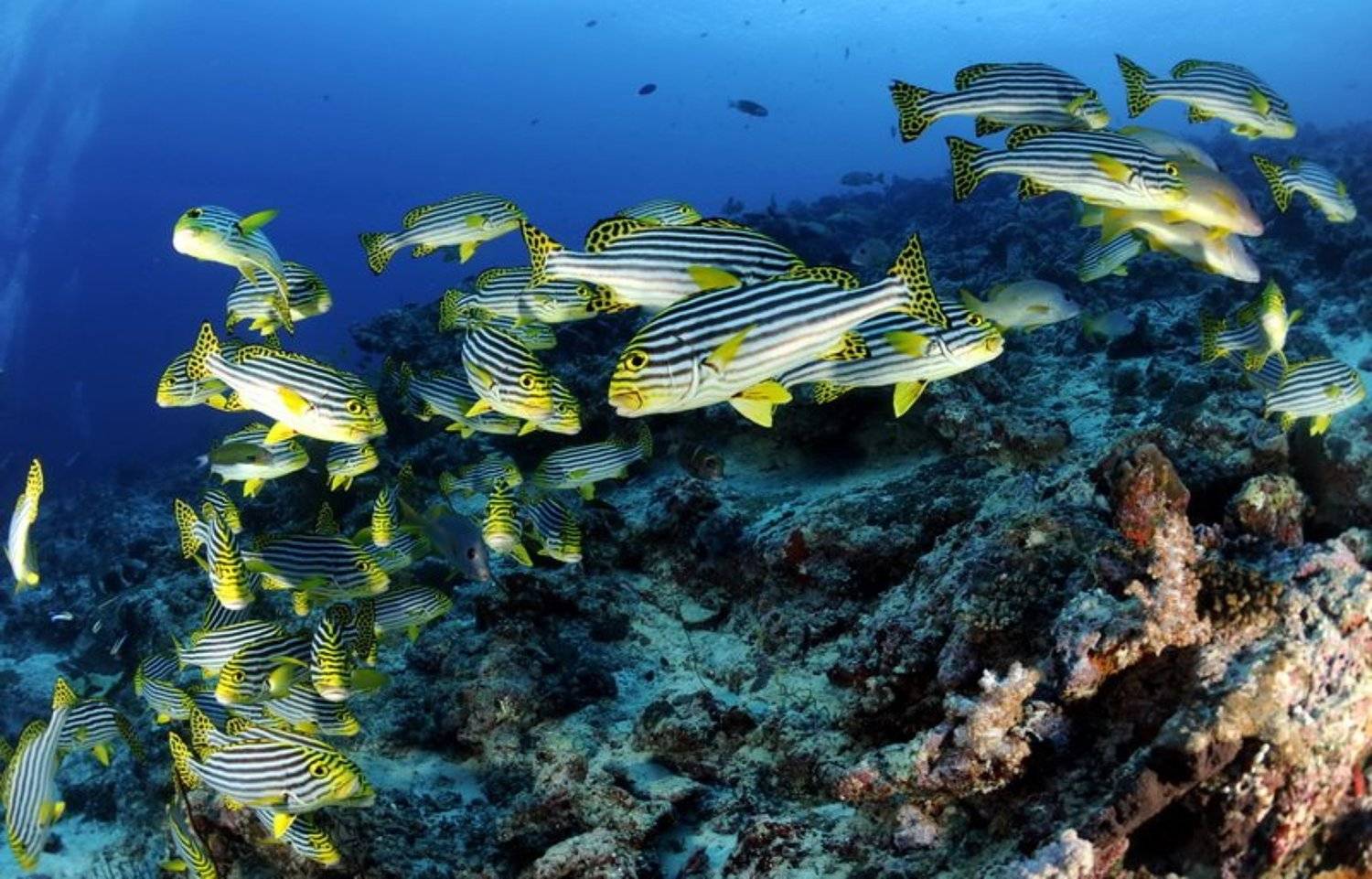 , Сергей Шевчук