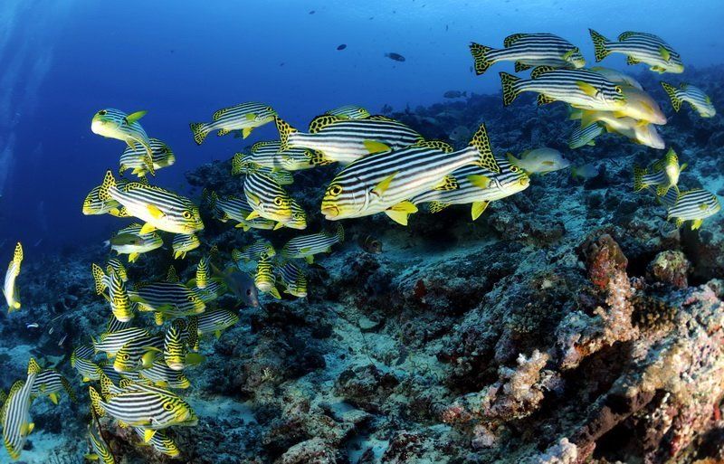 Стая фото превью