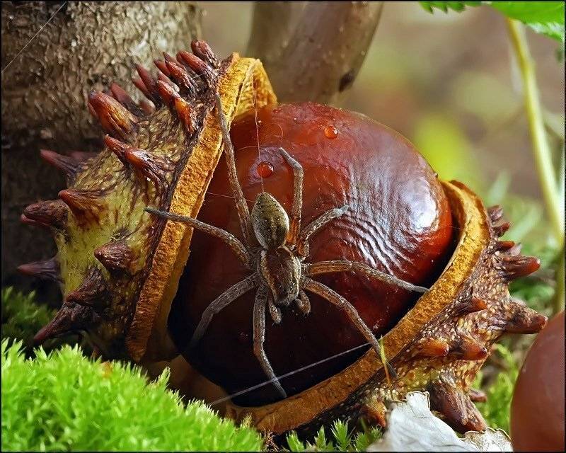 , Андрей Осокин