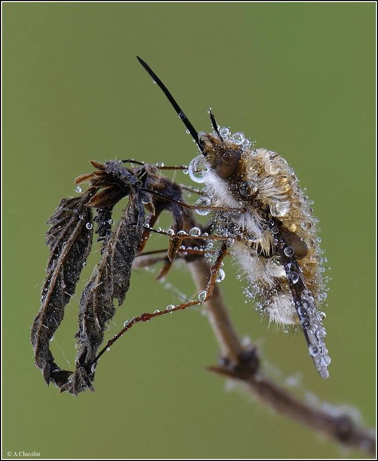 муха,жужжало,роса,мокрая, Александр Чувилин