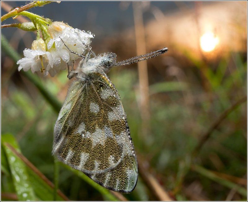 дети солнца фото превью
