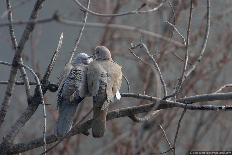 Любовь? фото превью