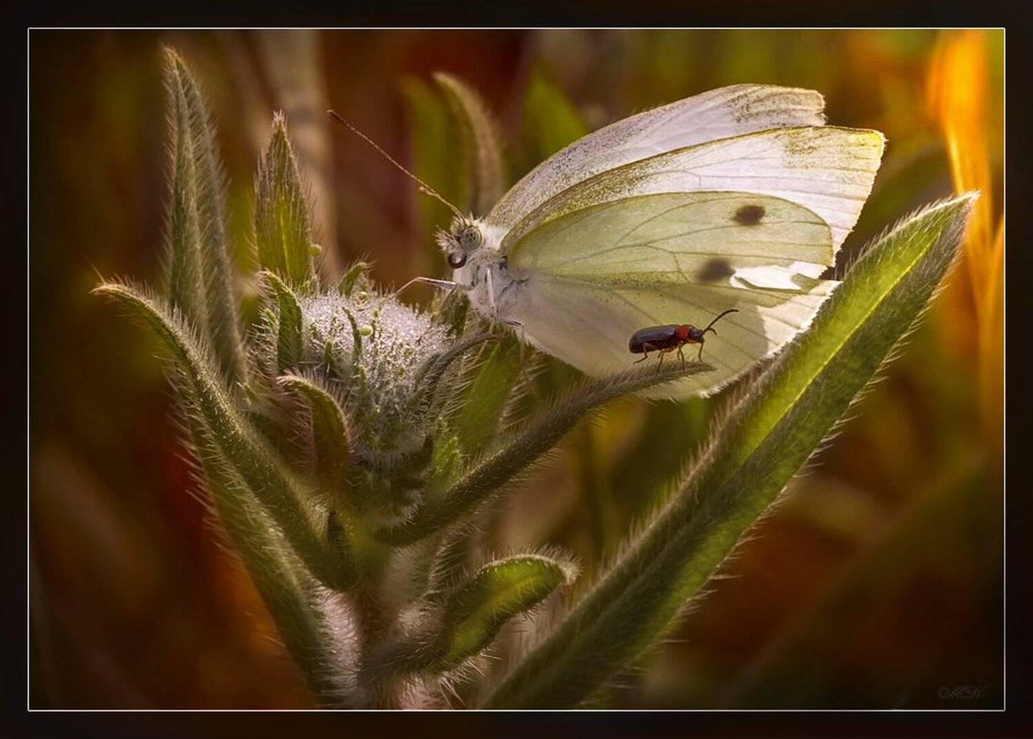 размолвка, Miron Karlinsky