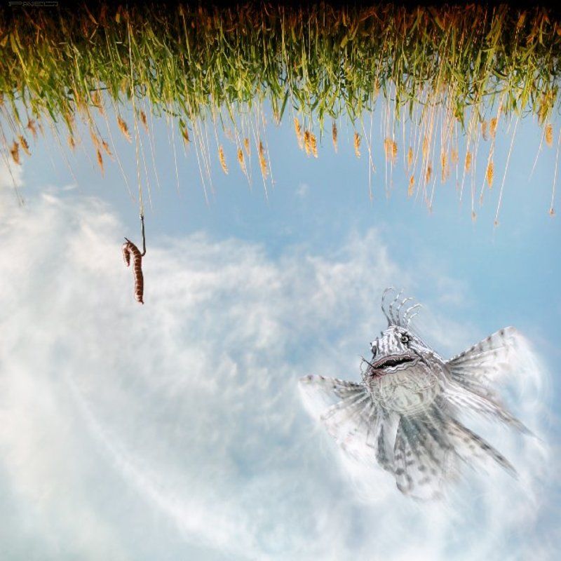 not, alone Skyfishing фото превью