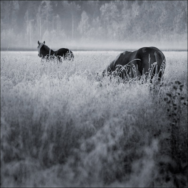 По первому морозцу фото превью