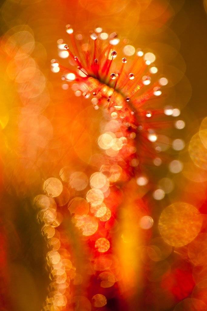 росянка, Юлия