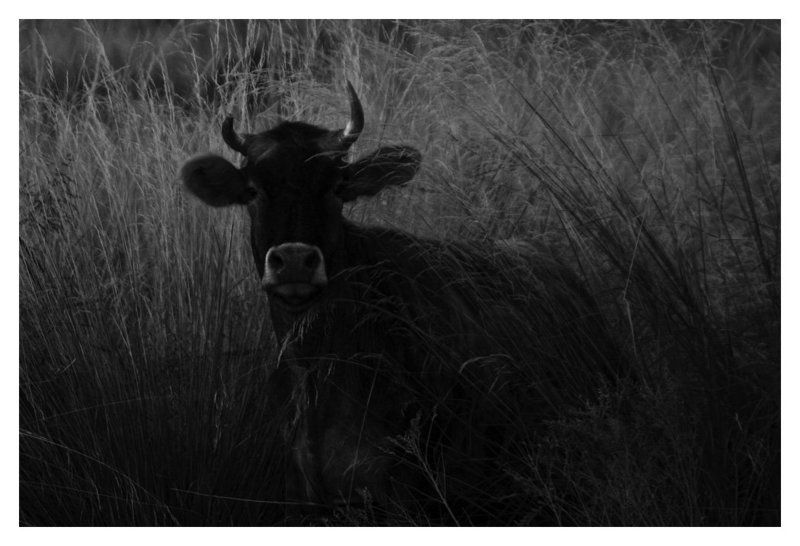 cow, horn, broken broken horn фото превью