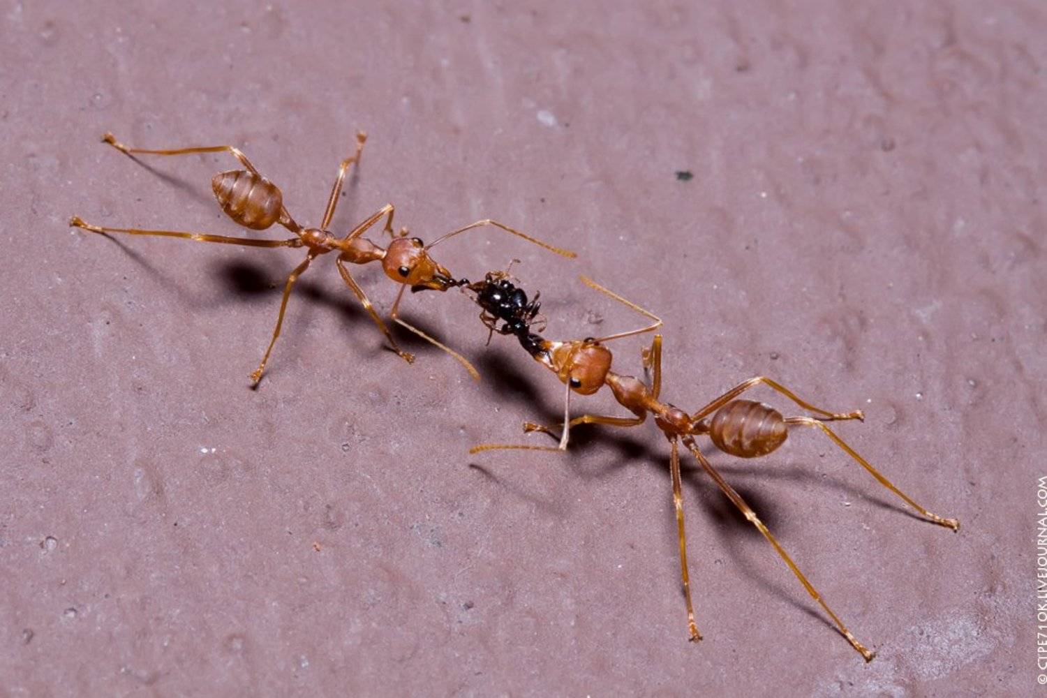 муравьи, тайланд, CTPE/OK